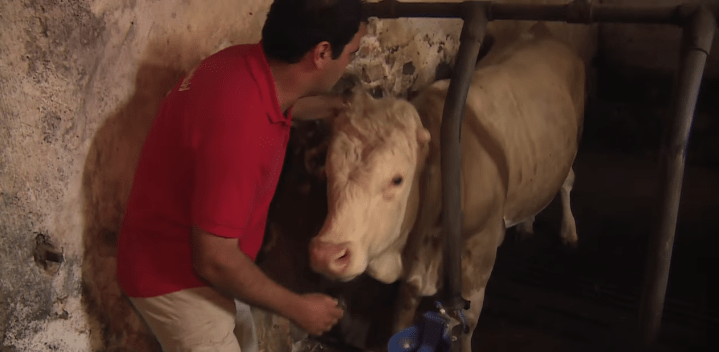 Видео: бык был прикован к цепи всю жизнь. Как он поблагодарил человека, который освободил его…