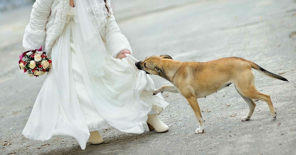 Никто на свадьбе не знал, что она скрывала под платьем, но собака всё поняла...