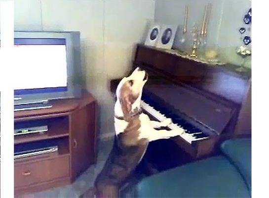 Пес играет на пианино и великолепно поет! Вы не поверите своим глазам!