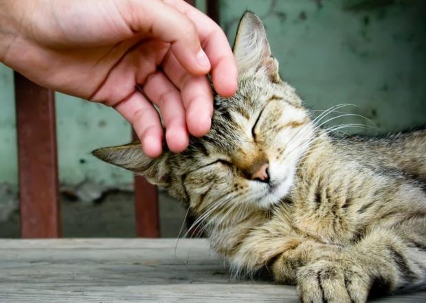 Самые удивительные факты о котах: чего мы не знаем о ласковых домашних питомцах