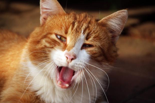 Самые удивительные факты о котах: чего мы не знаем о ласковых домашних питомцах