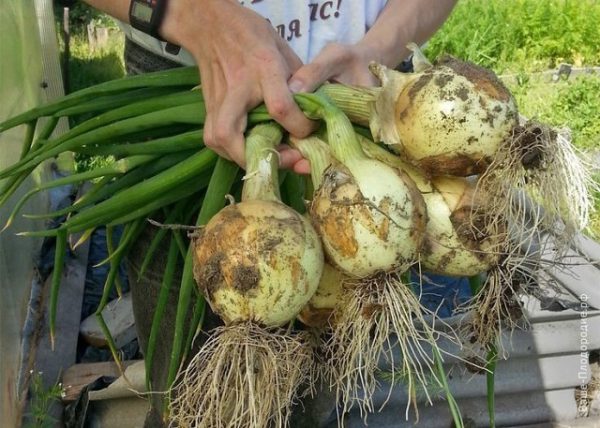 Как каждый год стабильно получать большой урожай лука: 4 простых совета