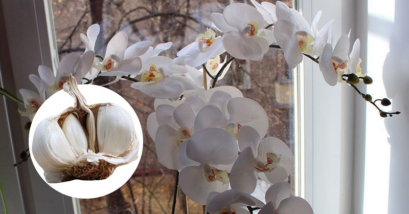 Ваши орхидеи спасет чеснок! Фаленопсис буйно зацветёт уже через месяц
