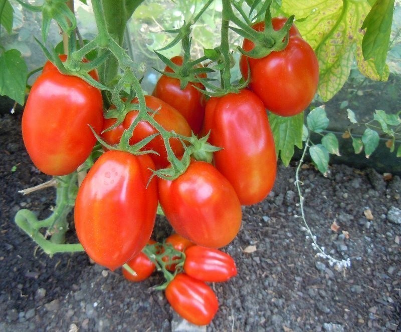 Дрожжевой раствор, который гарантированно спасёт ваши огурцы и помидоры от болезней
