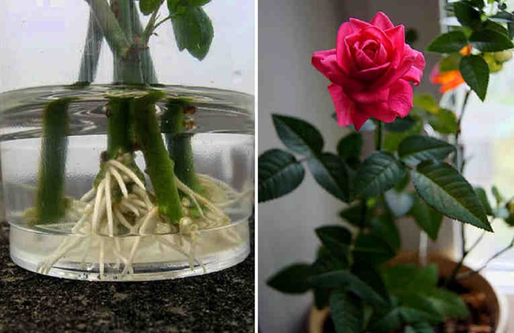 Хотите подарить вторую жизнь букету роз? Как укоренять розы с помощью натуральных удобрений