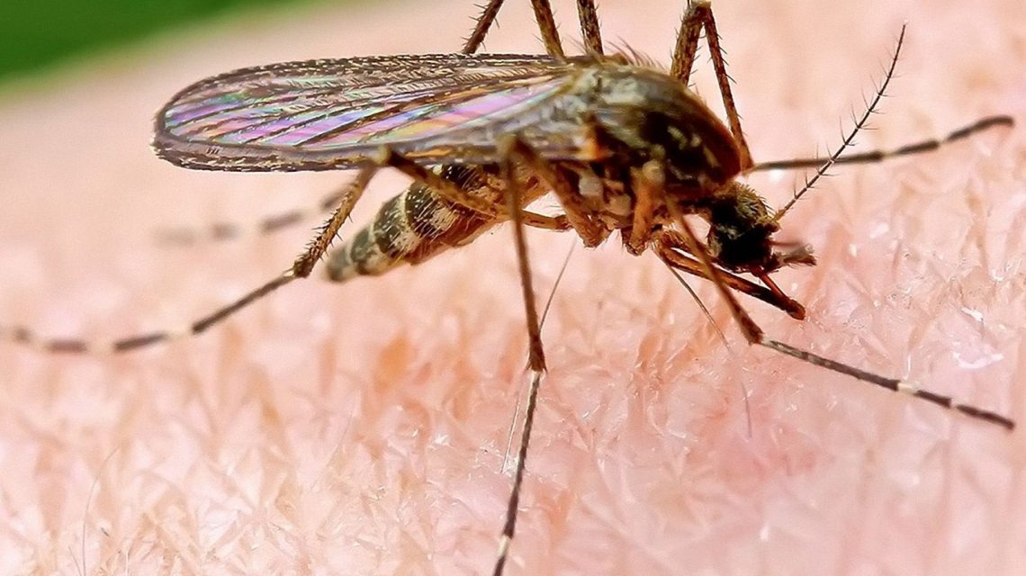 Достали комары в доме? Сделайте это натуральное домашнее средство и комары исчезнут