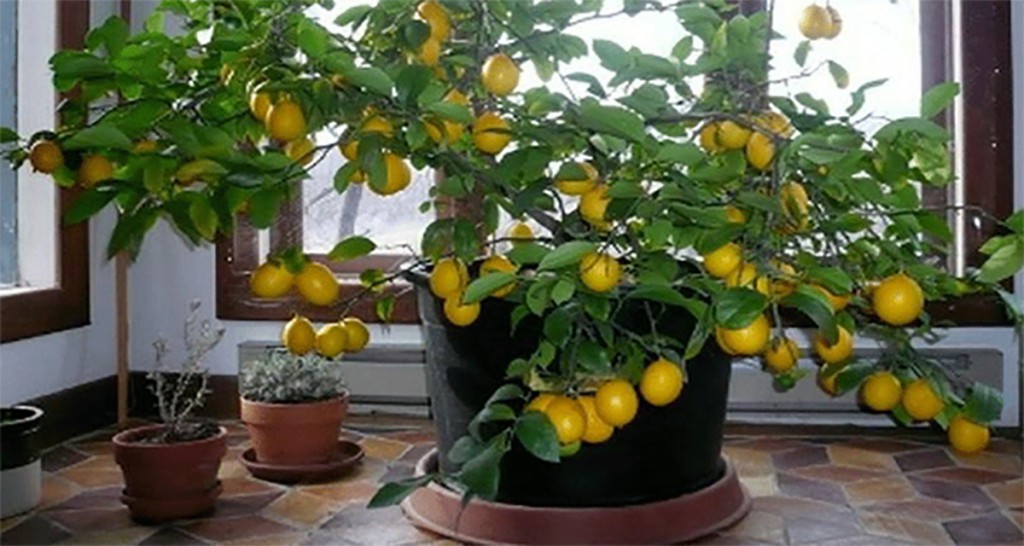 Как вырастить лимонное дерево дома из косточек - подробная инструкция