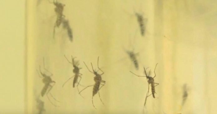 Простой домашний спрей, чтобы избавиться от комаров, мух и тараканов