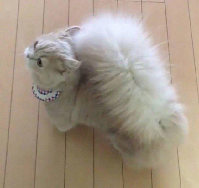 Обалдеть! Кошка с хвостом белки. Вы когда-нибудь такое видели? (видео)