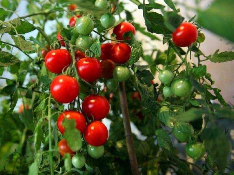 Супер-рецепт подкормки для томатов: это очень эффективное средство!