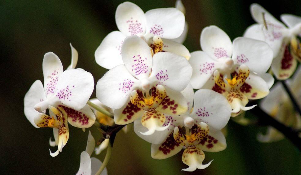 Подкормите этим эффективным витаминным коктейлем свои орхидеи и они вам скажут спасибо!