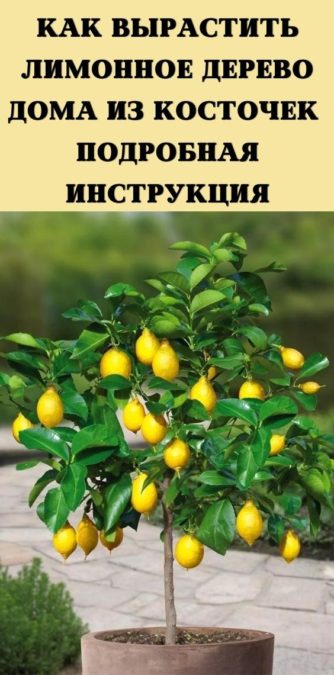 Как вырастить лимонное дерево дома из косточек - подробная инструкция