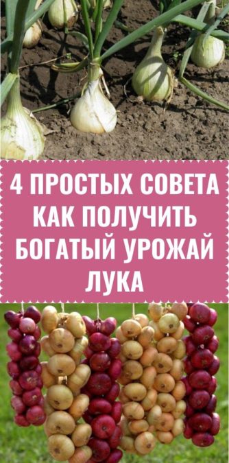 4 простых совета как получить богатый урожай лука