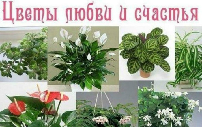 Эти комнатные растения приносят любовь и удачу в ваш дом