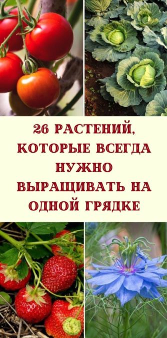 26 растений, которые всегда нужно выращивать на одной грядке