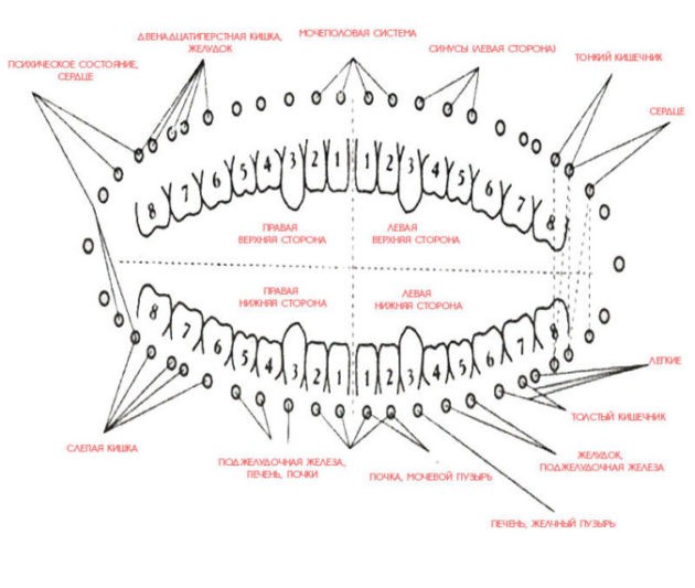 Оказывается зубы и внутренние органы имеют тесную связь! Доказано китайской медициной!