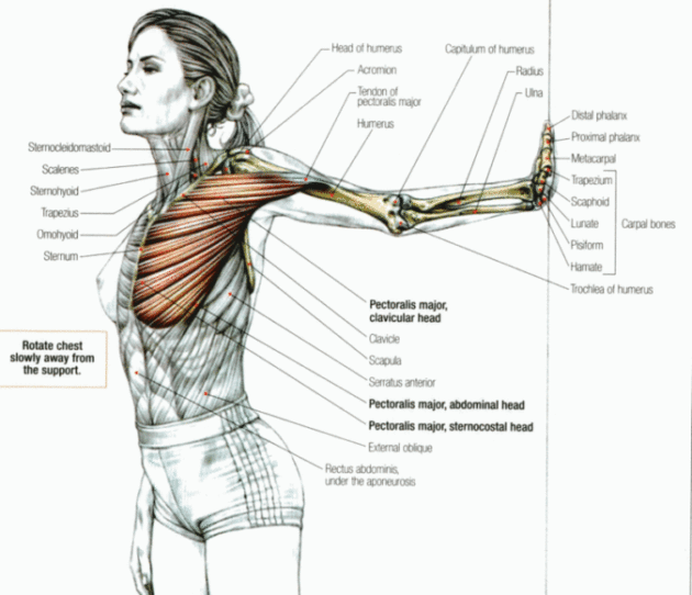 Стречинг: лучший комплекс простых упражнений для растяжки мышц всего тела