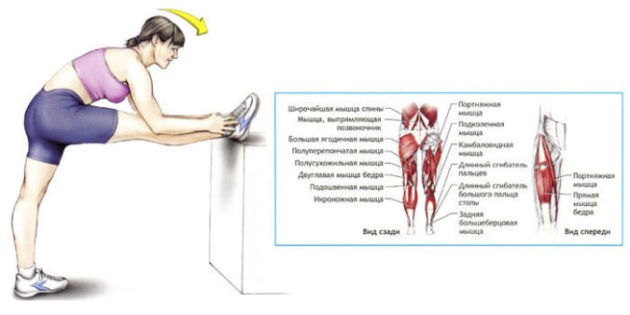 Стречинг: лучший комплекс простых упражнений для растяжки мышц всего тела