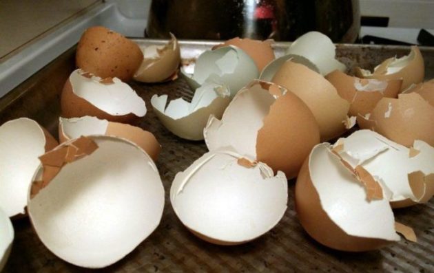 Как вывести жировик народным методом: поможет пленка под скорлупой куриного яйца
